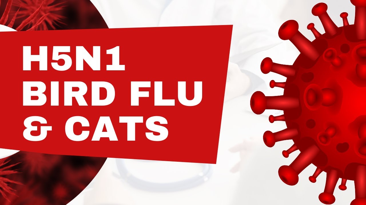 Bird Flu in Cats: What You NEED to Know!