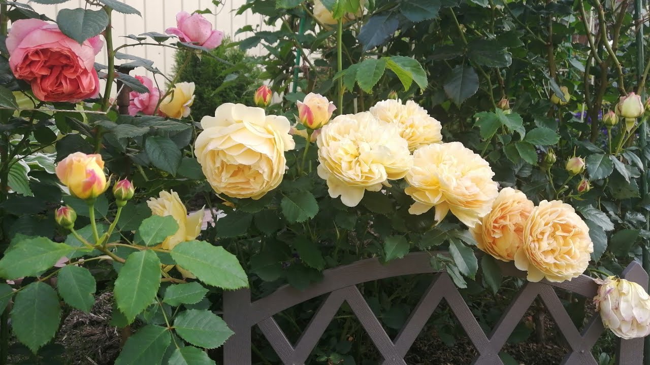 Розы цветут в саду двух котов 🌹🐈🌹
