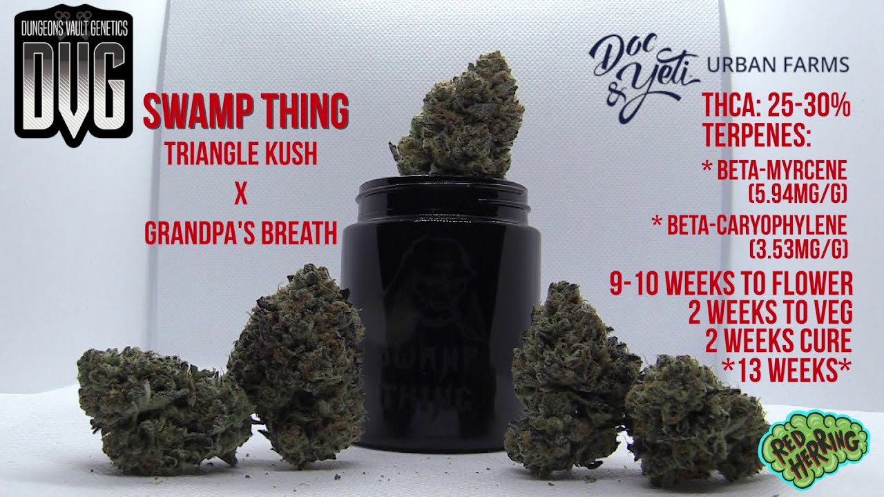 Strain Focus: Swamp Thing by Doc & Yeti  (Ep. 01-Part 04)