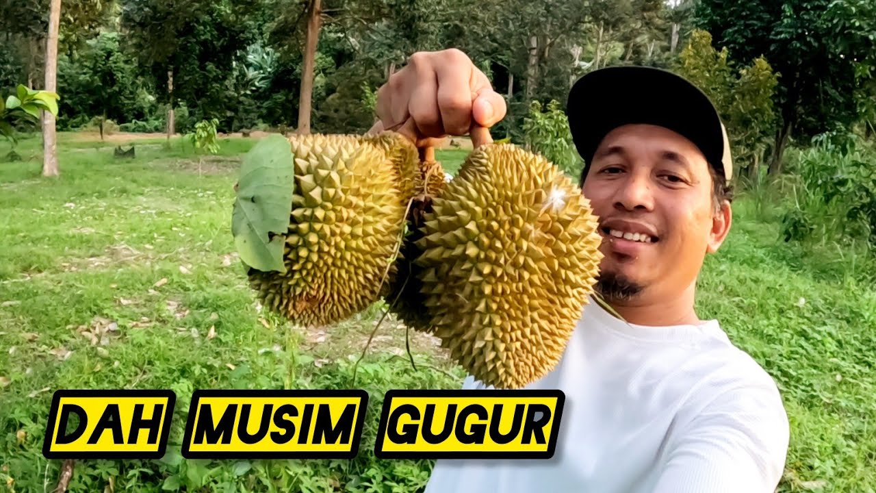 Badol Pergi Negeri Sembilan Kutip Durian Di Kebun #gengdunia 