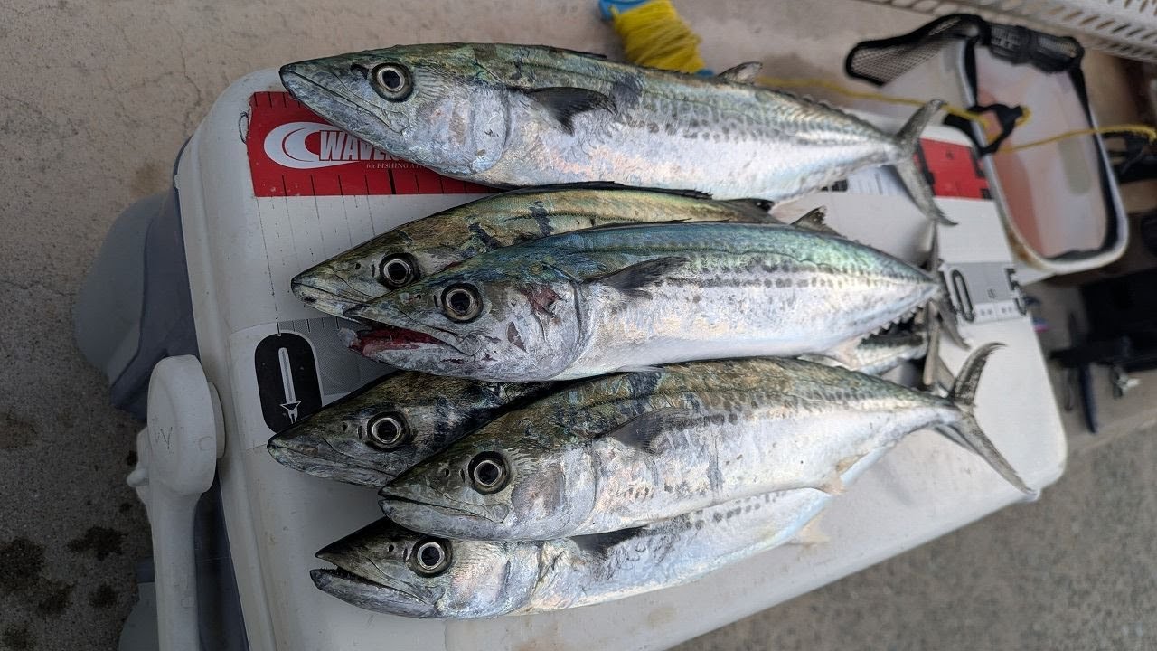 【糸島】サゴシ狙って6つ釣れた