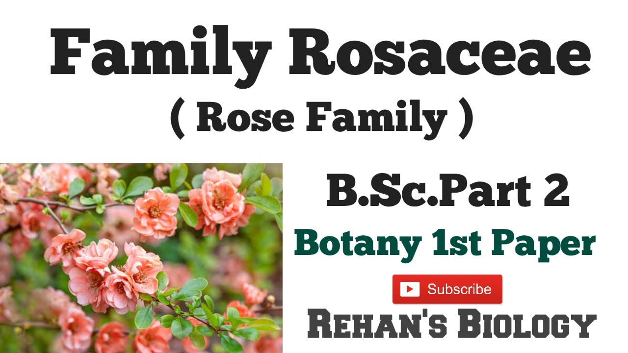 #Family Rosaceae  #Rehan's Biology #Botany B.Sc. Part 2 paper 1st #Rose family