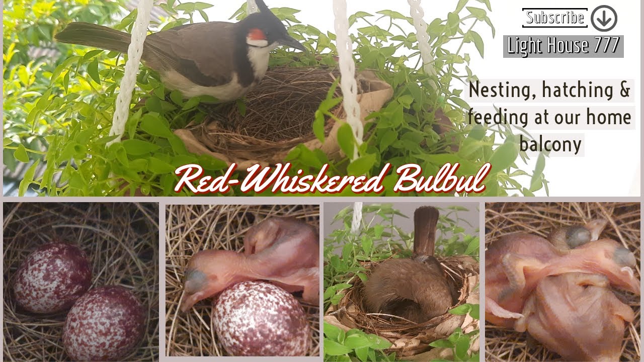 A Red-Whiskered Bulbul built a beautiful nest inside a hanging pot in our balcony | Light House 777