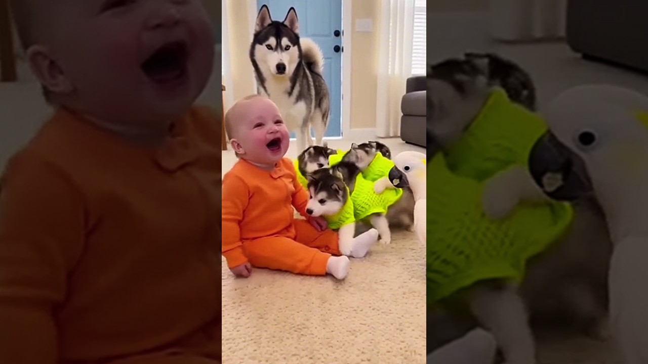 Cuteness Overload 💥🐶&hellip; Husky Squad Came in HOT 😂🔥 . #usapets #funny #puppy #dogshorts #catfunny #cute