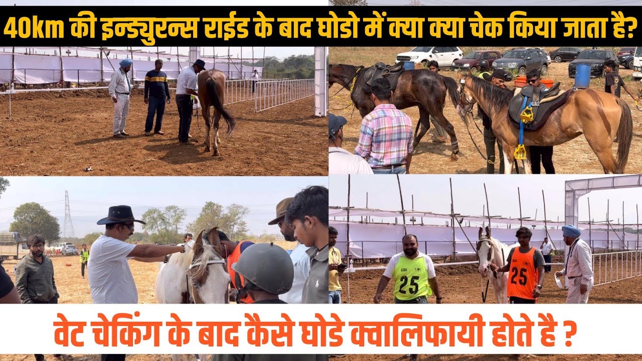 इन्ड्युरन्स रेस में कैसे घोडे क्वालिफायी होते है ? | how to horse qualify in Endurance race ? 