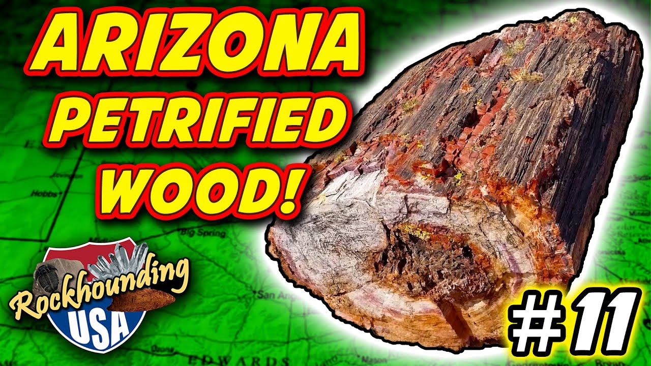 Stunning Petrified Wood from Holbrook, Arizona (DoBell Ranch)
