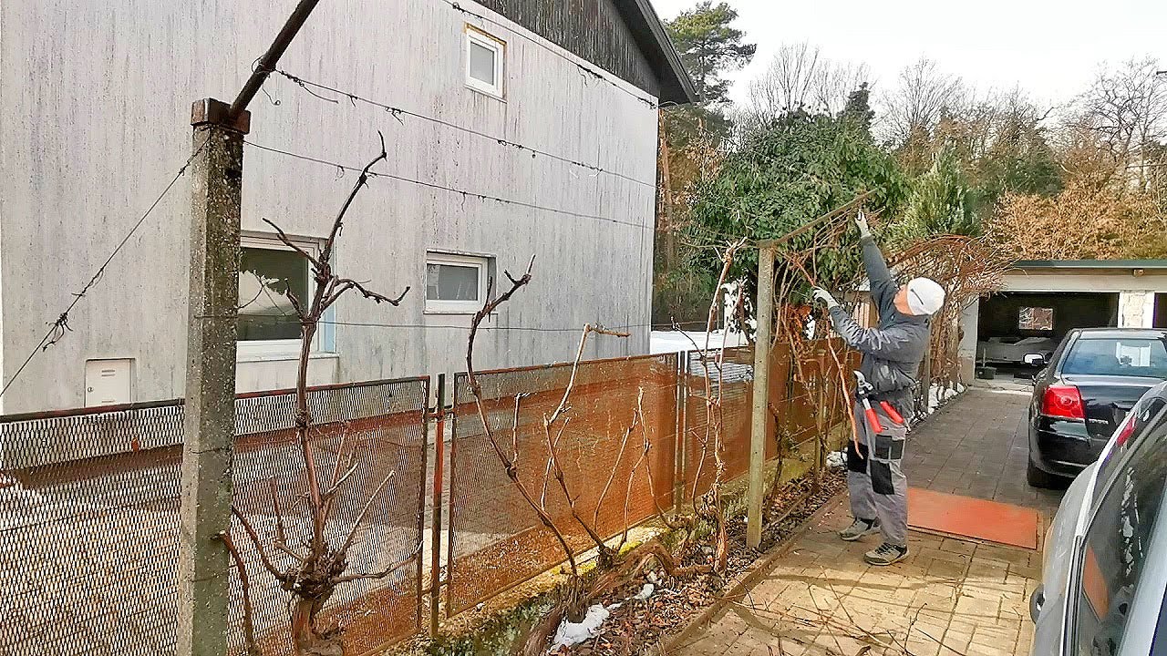 Obrezovanje vinske trte in kivija - Z mletjem vej