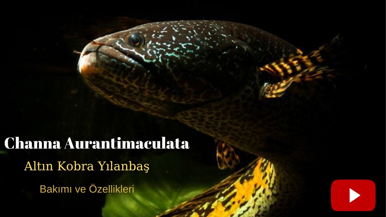 Channa Aurantimaculata - Kobra Yılanbaş Balıkları - Tanıtım, Bakım ve Özellikleri
