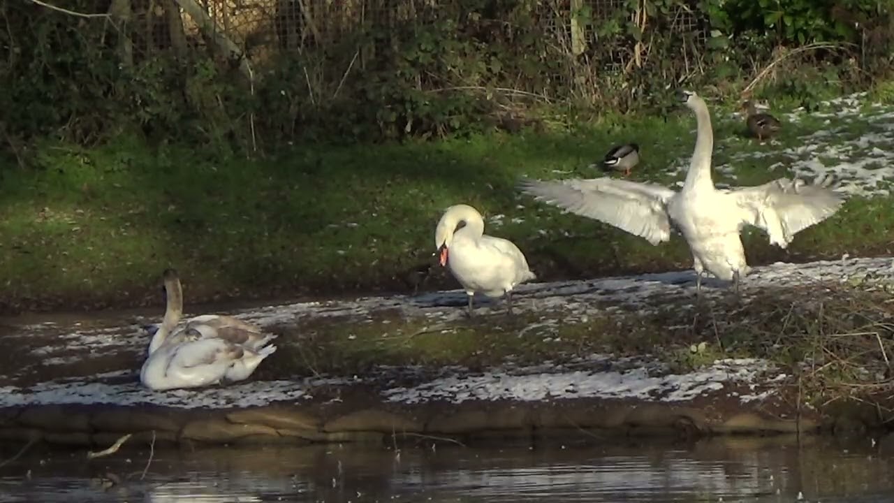 And Relax #muteswans #muteswancygnets #swan #cygnets #cygnusolor #waterbirds #aquaticbirds #nature