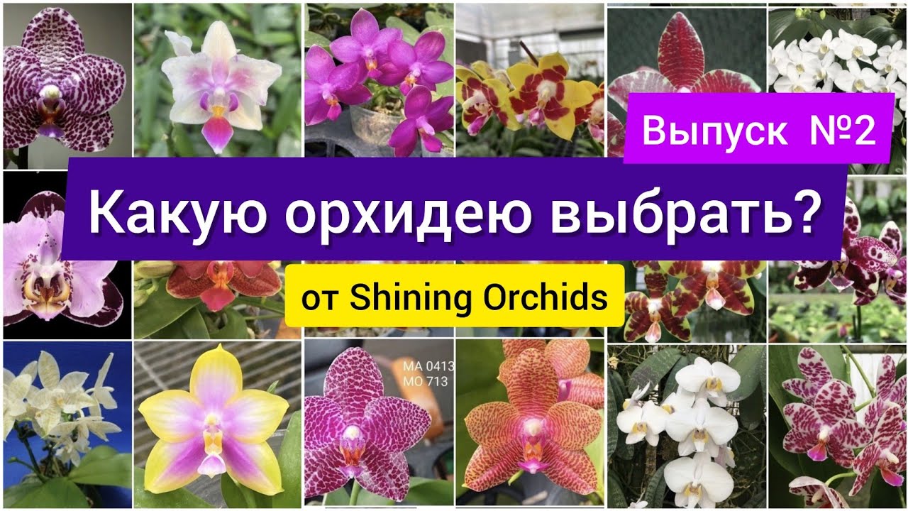 Гибриды орхидей от Shining Orchids азиатского поставщика, Тайвань. Какой гибрид фаленопсиса выбрать?