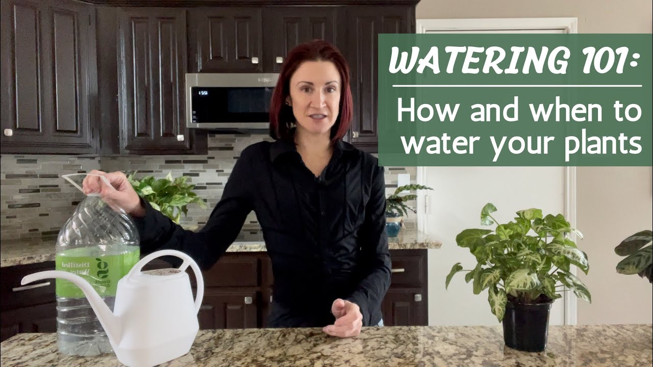 Plant Watering Basics | The Different Plant Watering Methods and Types of Water