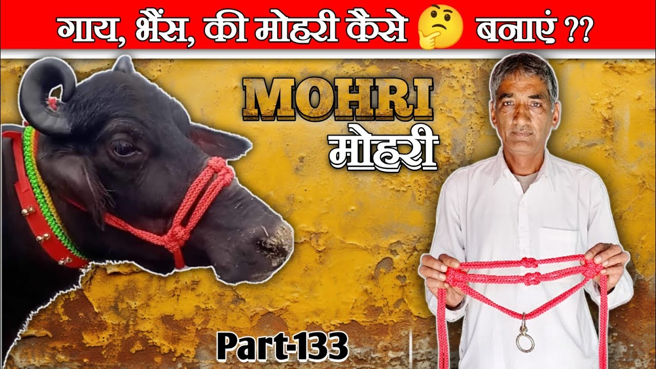 पशुओं 🐄 की मोहरी कैसे🤔 बनाएं ? how to make animals 🐃 rope halter ? {part-133} #dhariwalvlog #mohri