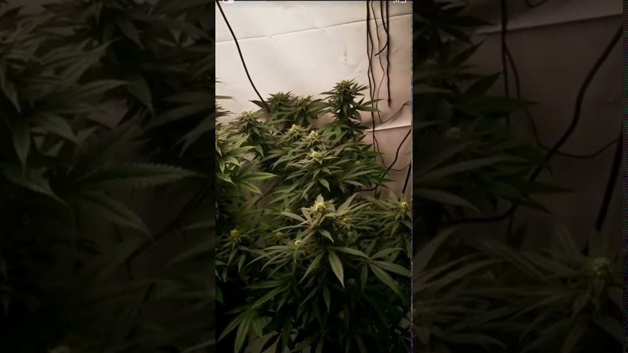 Purple kush week four