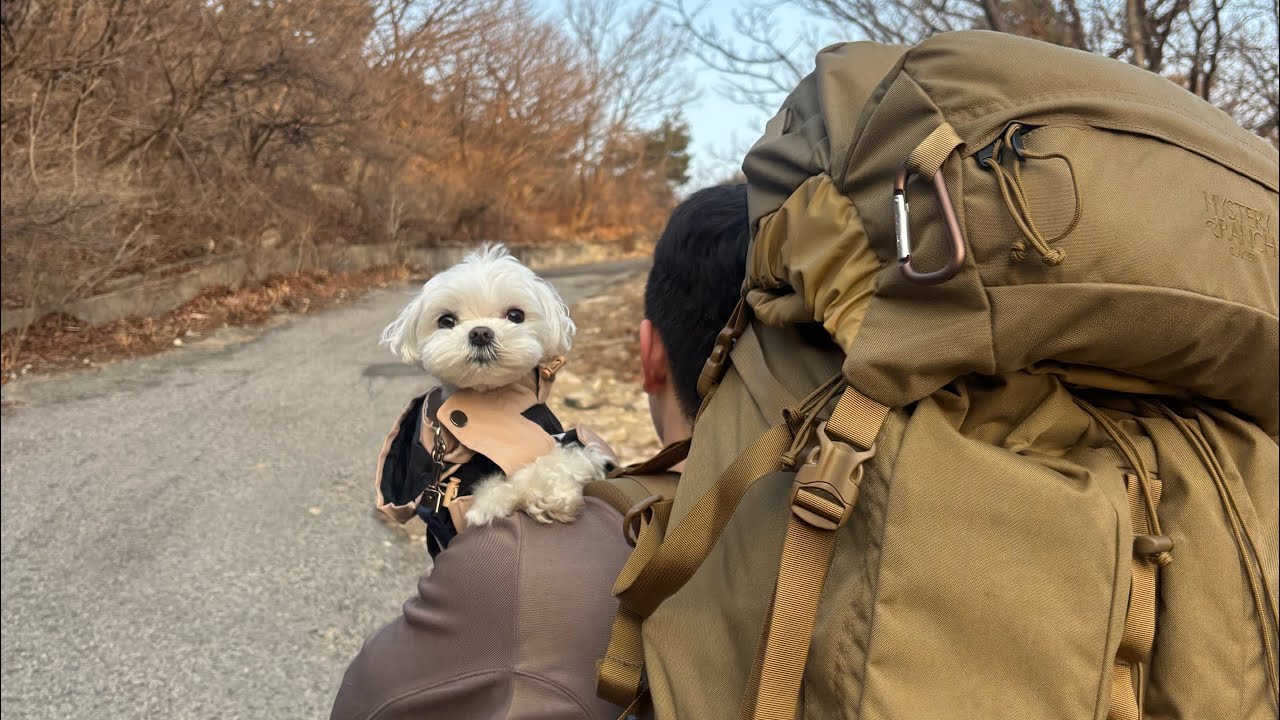 돌풍 20m/s, 아무도 없는 산에서 강아지랑 백패킹 