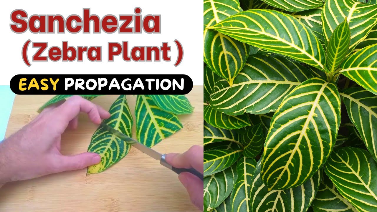 Sanchezia (Zebra Plant) - 2 Best ways to Propagate