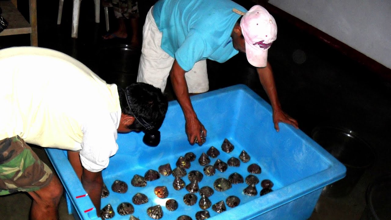 How to induce Trochus (Rochia nilotica) to spawn || People at Work