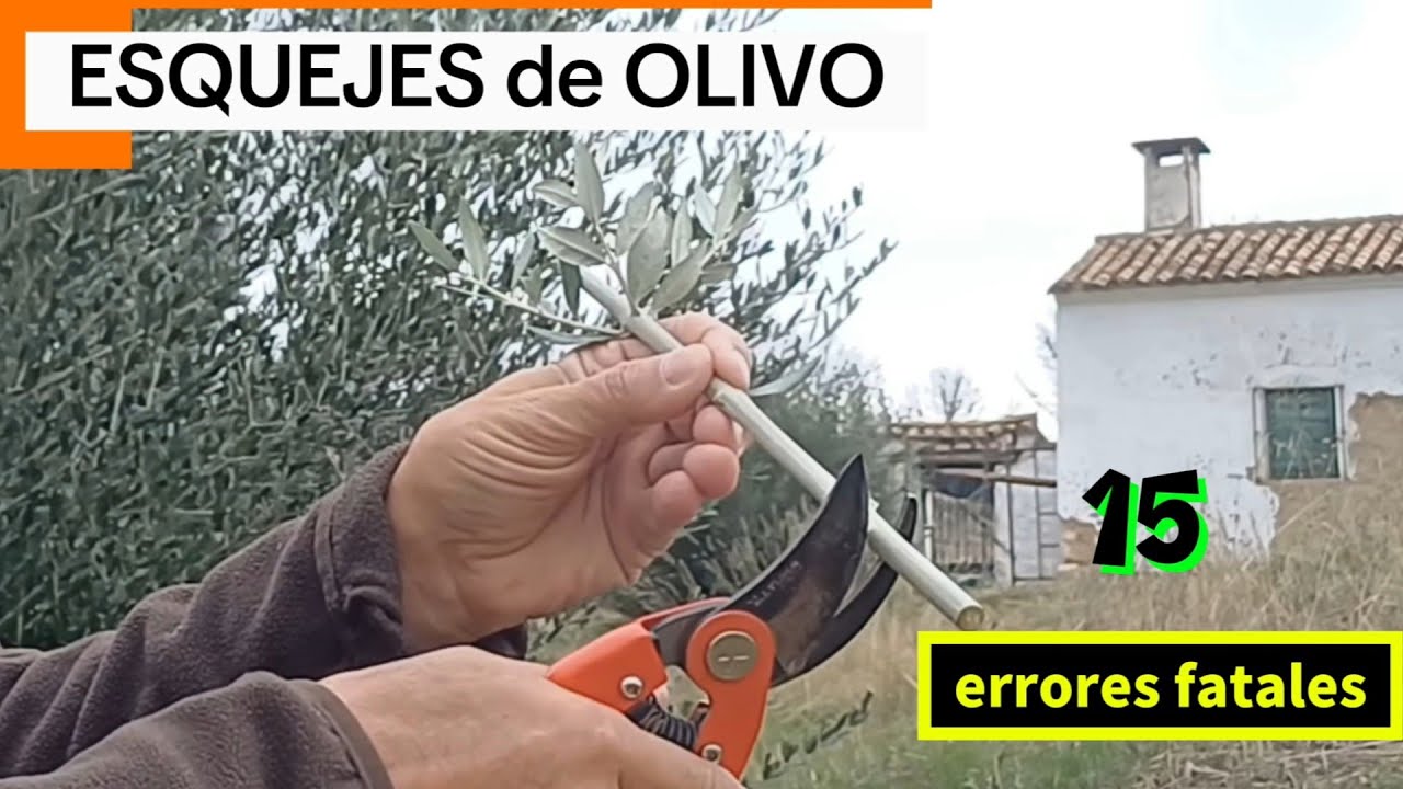 ⚠️🌿 ESQUEJES DE OLIVO: 15 errores de por qué NO ENRAIZAN