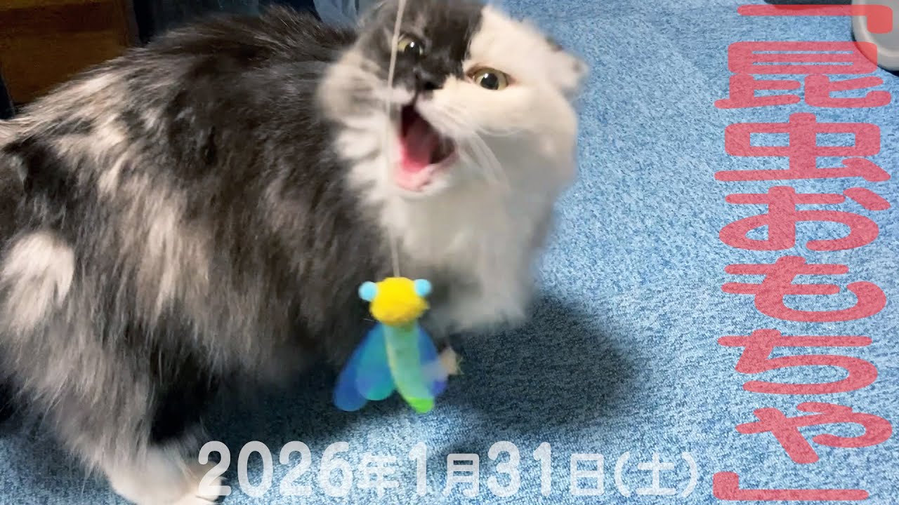 我が家の猫たち「昆虫おもちゃ」2026年1月31日(土) 