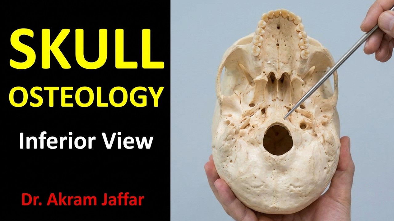 Osteology of the skull: 5 inferior view + Anki flashcards