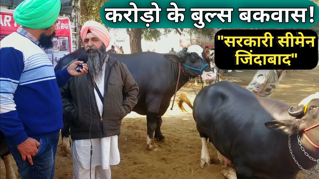 Nili ravi Bull DULLA From BRAR DAIRY FARM Winner🏆@ PDFA MELA JAGRAON Punjab 2018