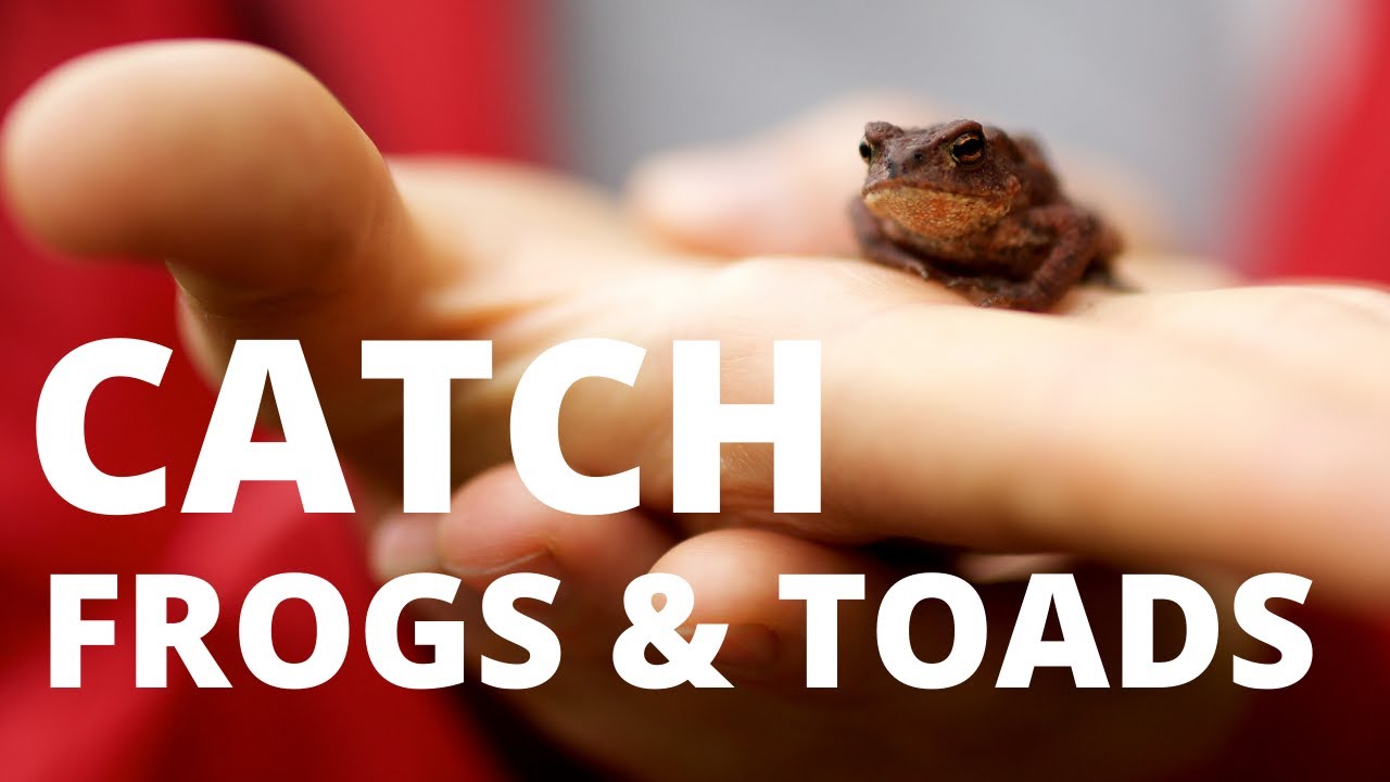 How to Catch Any Frog by Hand 🐸