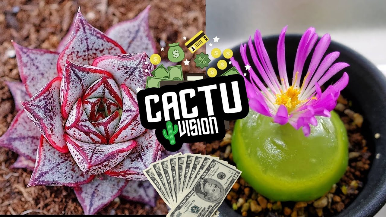 Top 10 Las Suculentas M&aacute;s Caras Del Mundo