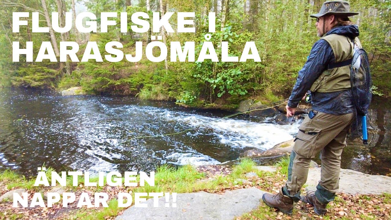 FLUGFISKE I HARASJÖMÅLA - ÄNTLIGEN NAPPAR DET!