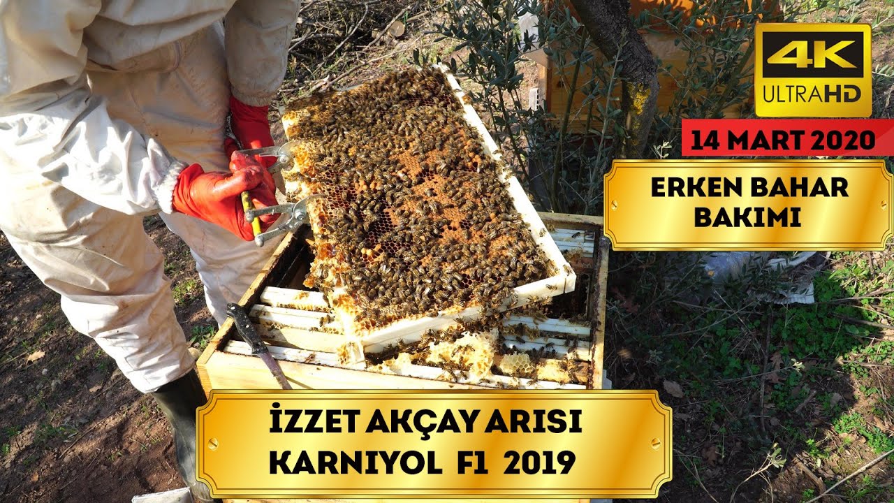 Karniyol  | Kovanların Bahar Kontrolü | İzzet Akçay Üretimi F1 | 4K