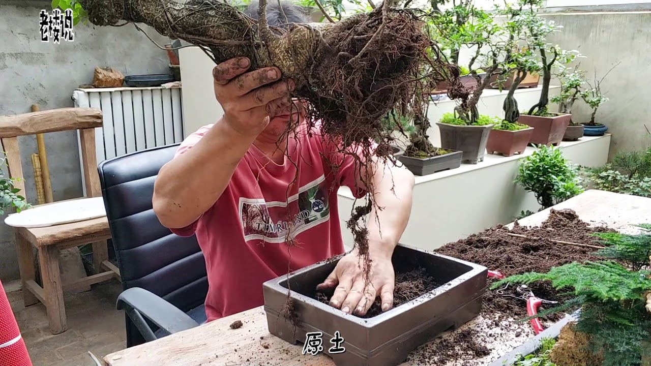 从未见过将一棵树，变成一个景色出来，这是哪位大师手笔？