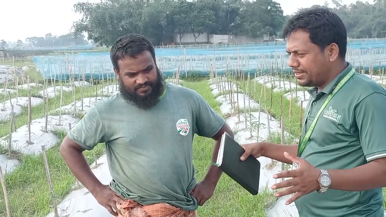 আগাম টমেটো করতে চাইলে এই ভিডিও টা এক বার দেখে নিন।