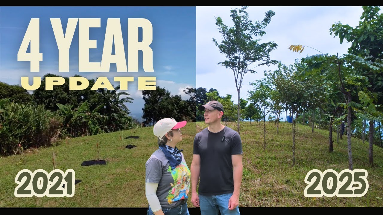 4 Year Update - 🇵🇭Philippine🇵🇭 Native Tree Farm