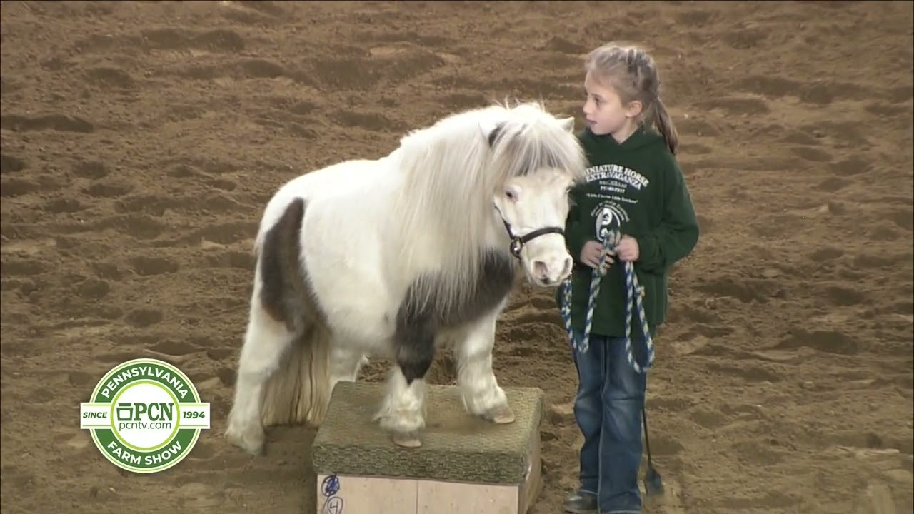 Farm Show 2023 Mini Horse Extravaganza