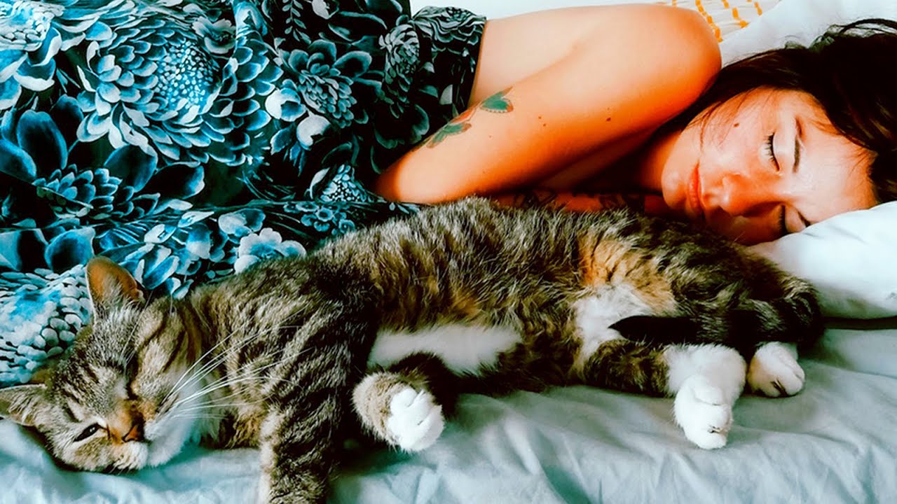 Boe Sci Fi FUSION   ЗАСЫПАЙ - #саксофон #saxophone #bofusion #cat #cats #catsdreams