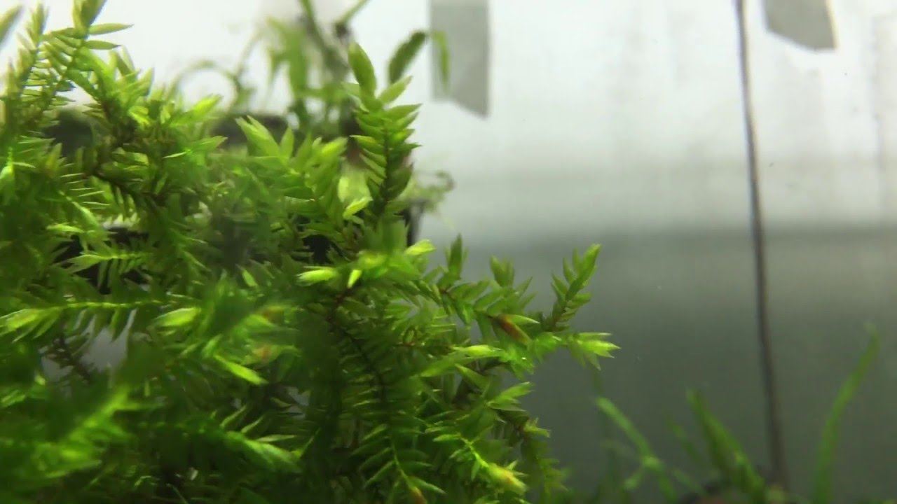 มอสวินโล่ใจแอ้นยุโรป (Willow moss) ทรงต้นไม้แบบยังไม่ตัดแต่ง
