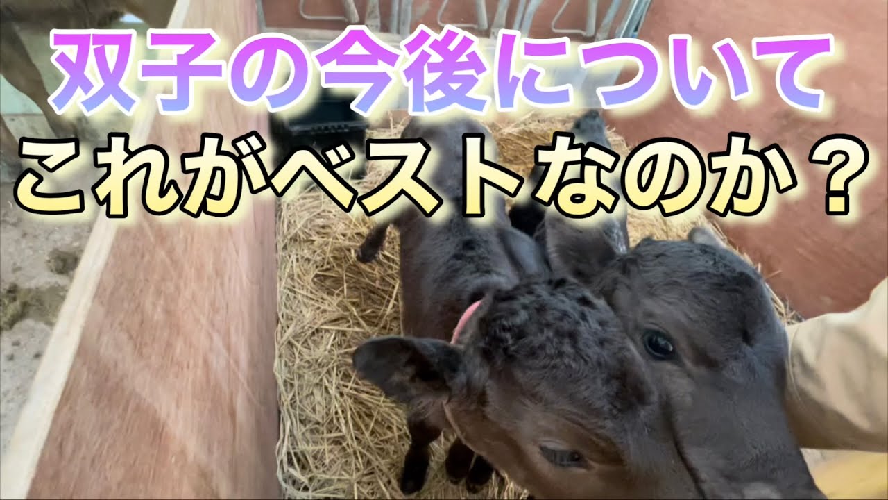 双子の育成方針について