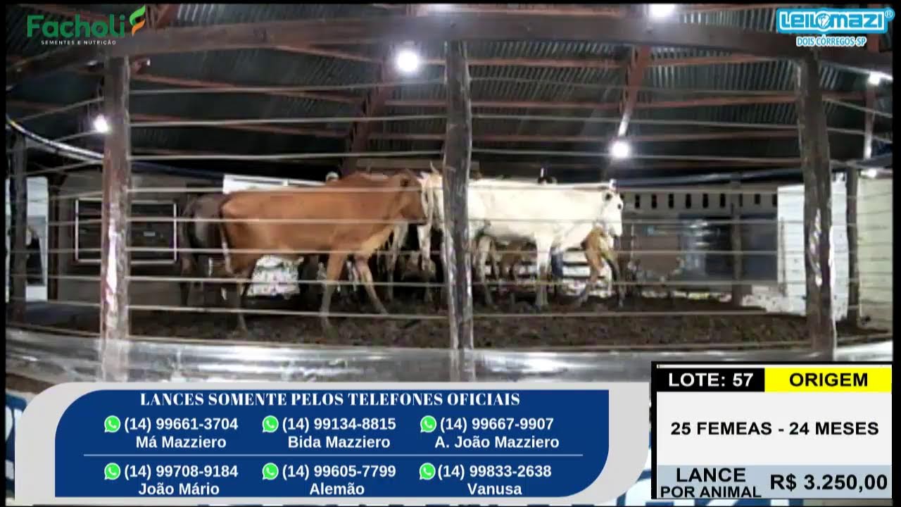 Leilão Leilomazi - Dois Córregos (11/02/2026)