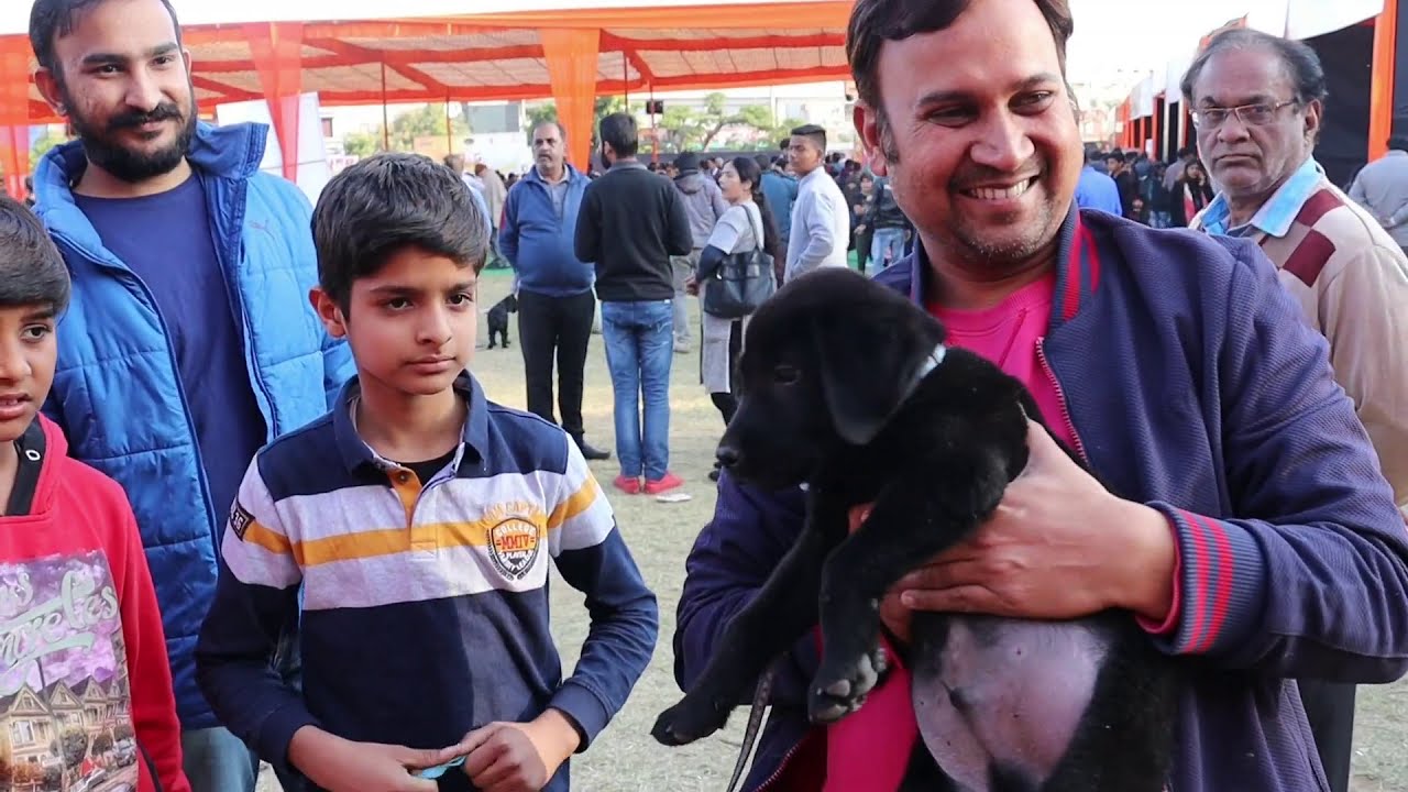 Jaipur Dog Show 2020 | Breeders With Contacts | Kci Dog Show | Dog Market |  Scoobers | Dog Show
