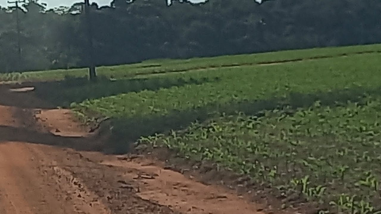 Lavouras de milho perto  da cidade  . 