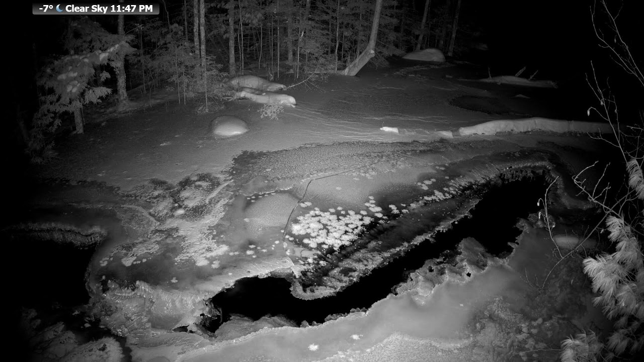 Live  Wildlife Frenzy at McCaslin Brook | Nicolet National Forest 24/7