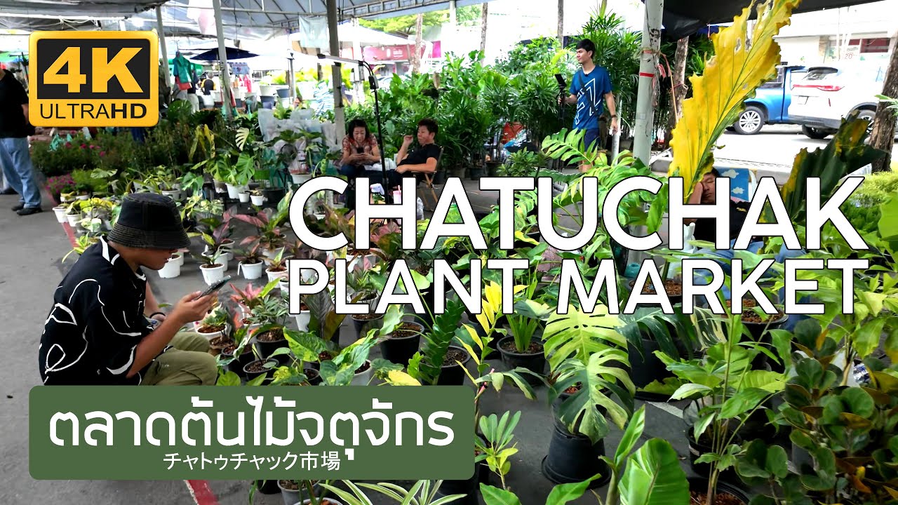 ตลาดต้นไม้จตุจักร 20 พฤศจิกายน 2568 Chatuchak Plant Market November 20th, 2025 チャトゥチャック市場 バンコク タイ