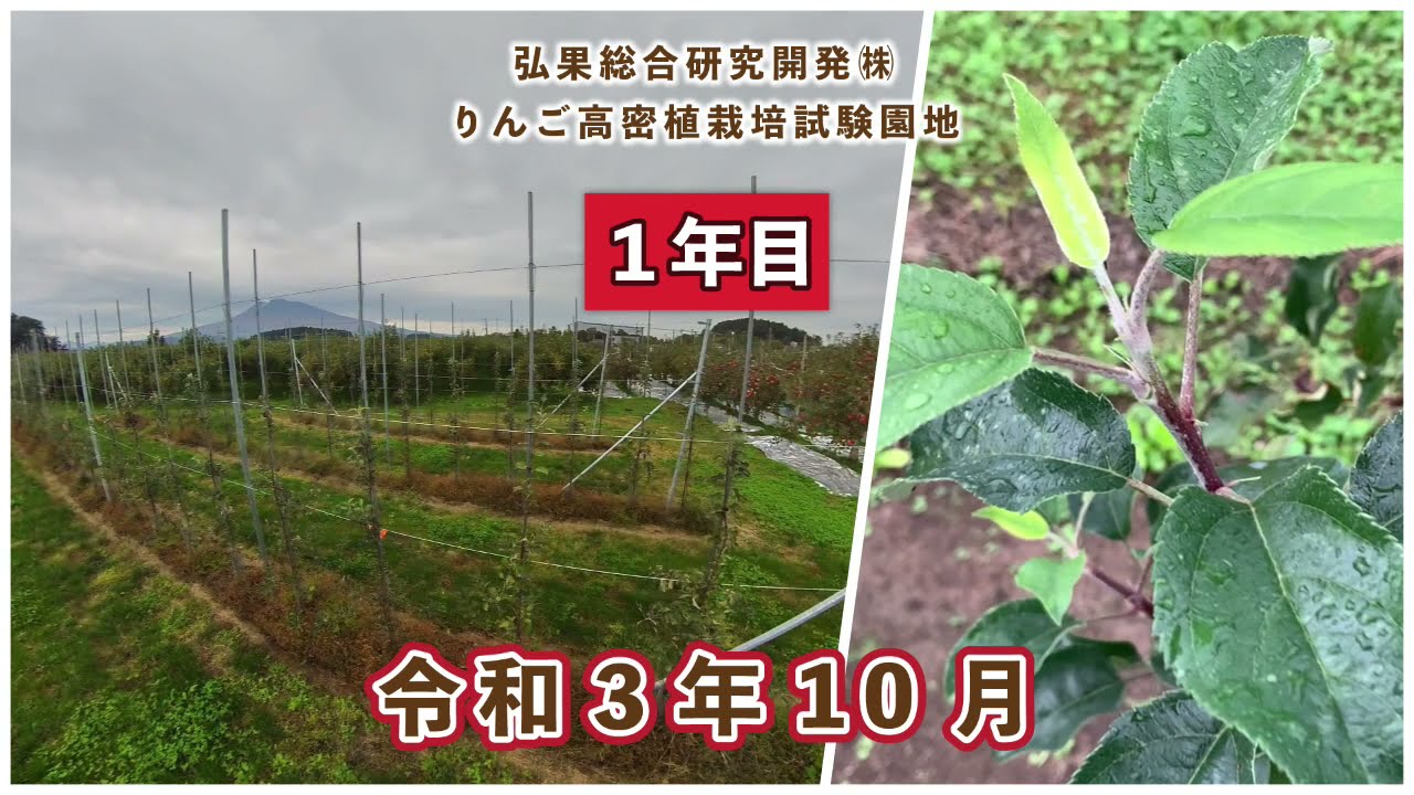 【りんご高密植栽培】　令和３年度定植(１年目)園地　１０月