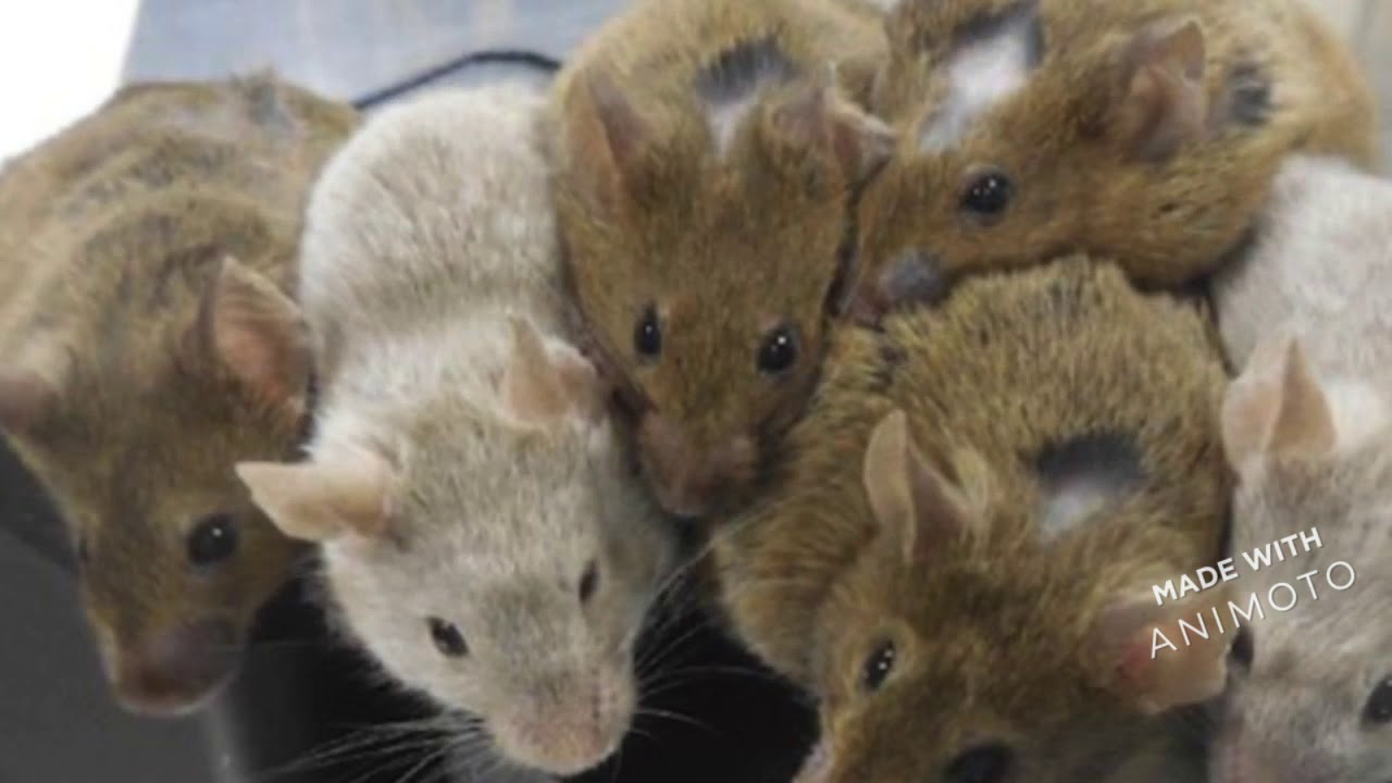 Pest Control Dehli Hills OH - King Pest Control Cincinnati