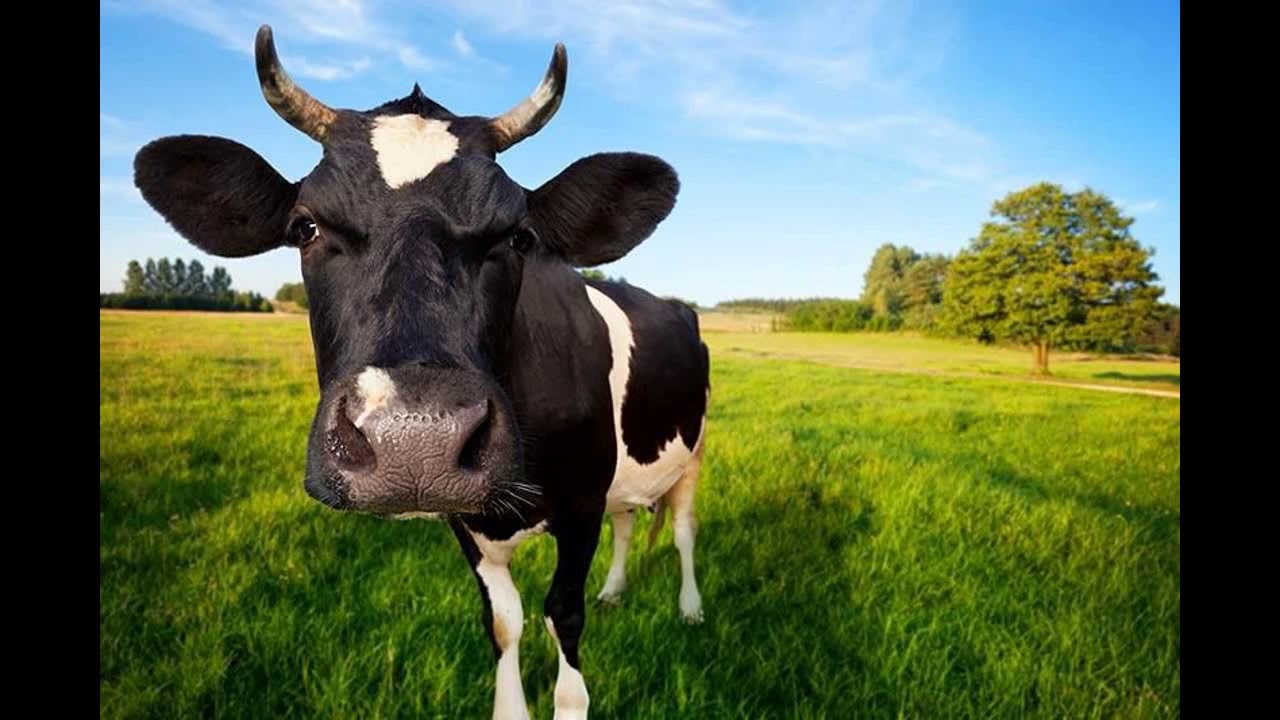 Cow Mooing - Cow Mooing Sounds 100% Real | Как мычит корова