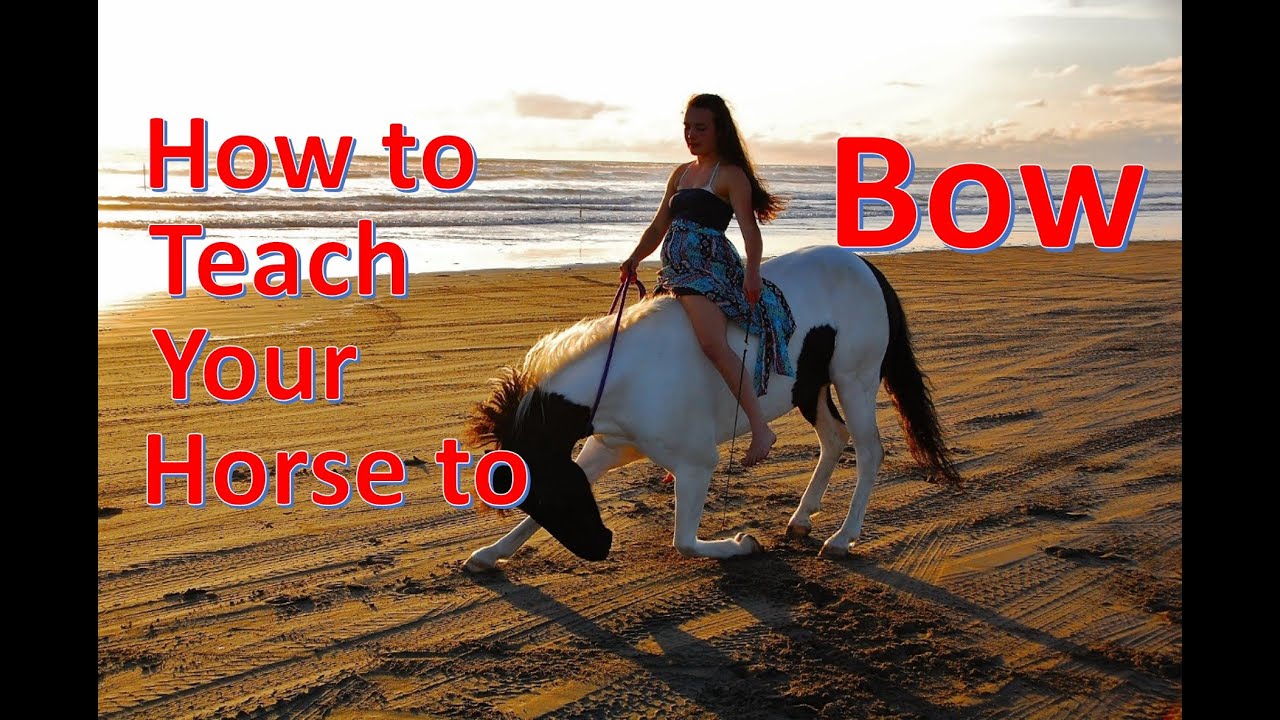 How to Teach Your Horse to Bow [NO ROPES]