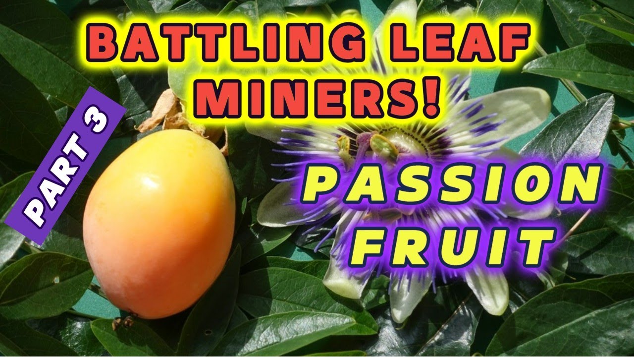 😃 SAVING My Container Passion Fruit from LEAF MINER Damage! Update. Part 3 #BestGardenDreams