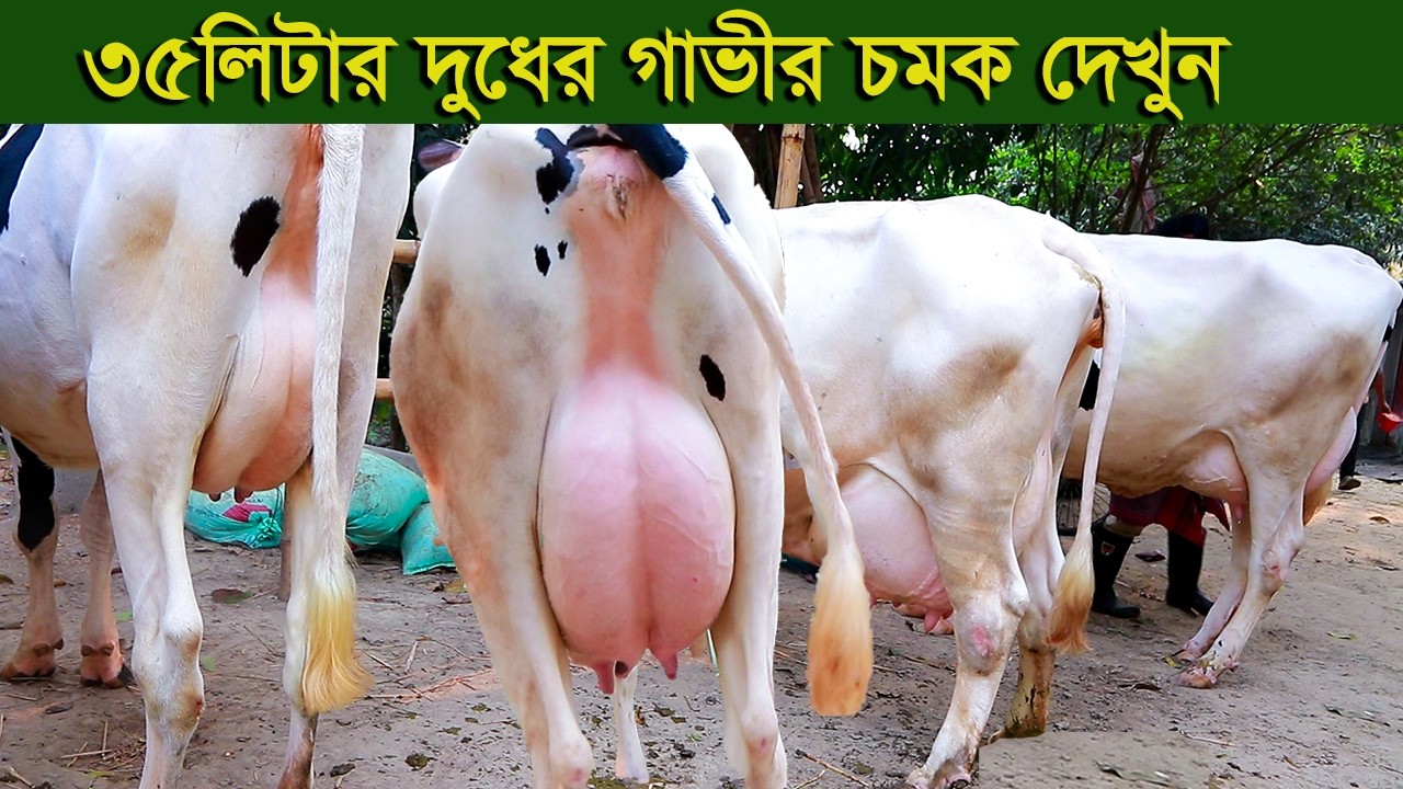 ৩৫ লিটার দুধের গাভীর চমক দেখুন dairy farm