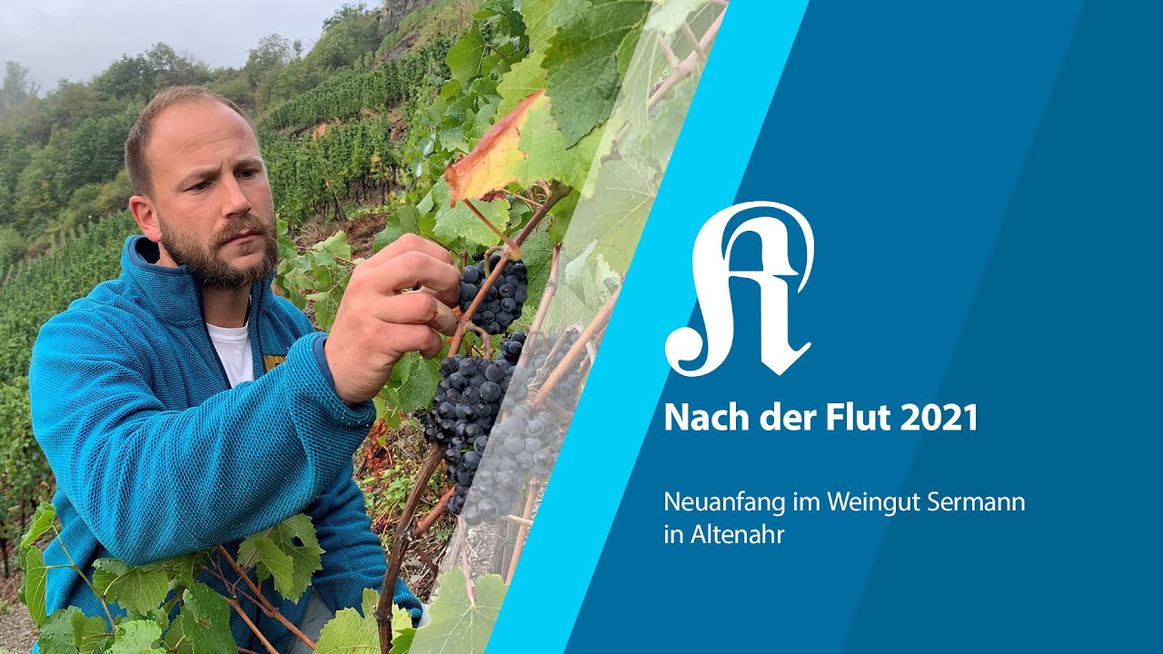 Nach der Flut 2021: Neuanfang im Weingut Sermann in Altenahr | KStA