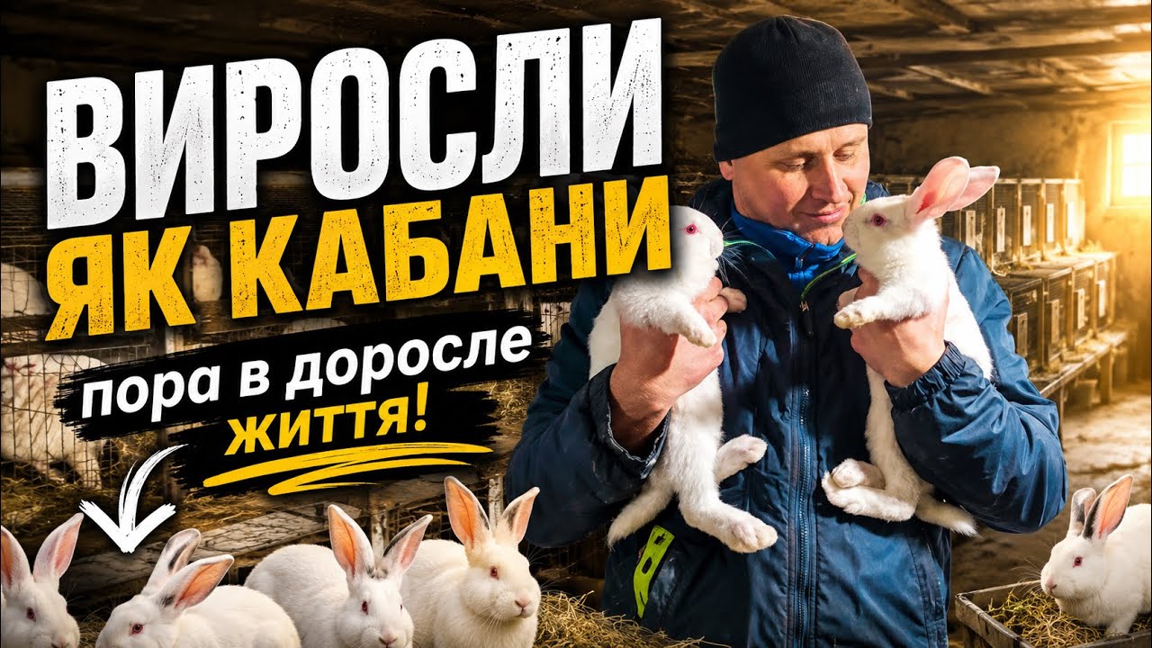 В ЯКОМУ ВІЦІ ВІДСАДКА КРОЛЕНЯТ ТА ЯК ГЛИСТОГОНЮ?