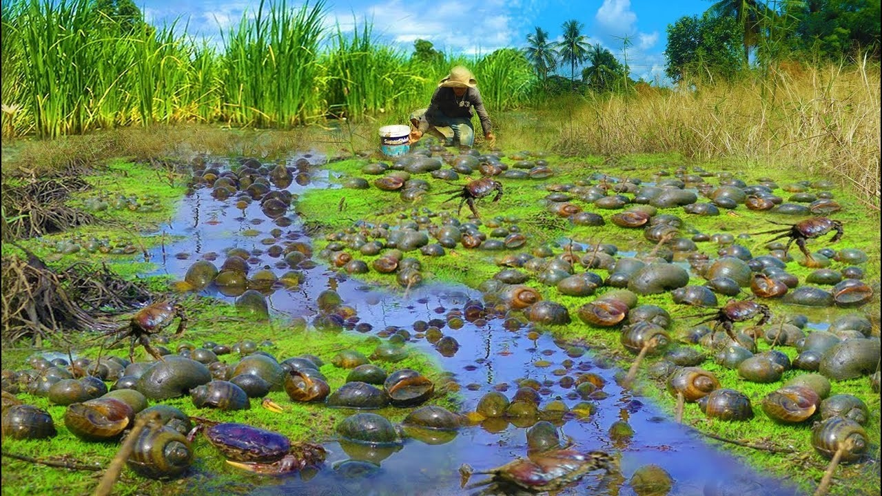 (Top 5) Collect the best Video fishing Snails, Crabs - A fisherman Catch a lot By Hand Skill