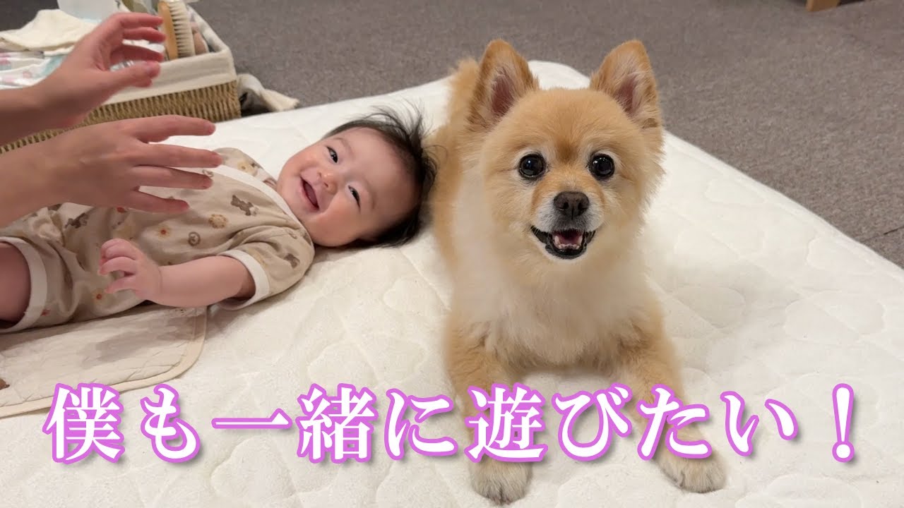 赤ちゃんと一緒に「きゅうり体操」を楽しむポメラニアンが可愛過ぎました&hellip;笑